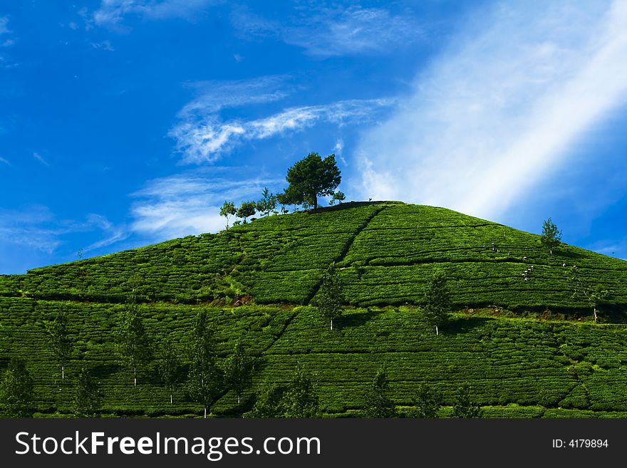 Tea plantation on top of the hill