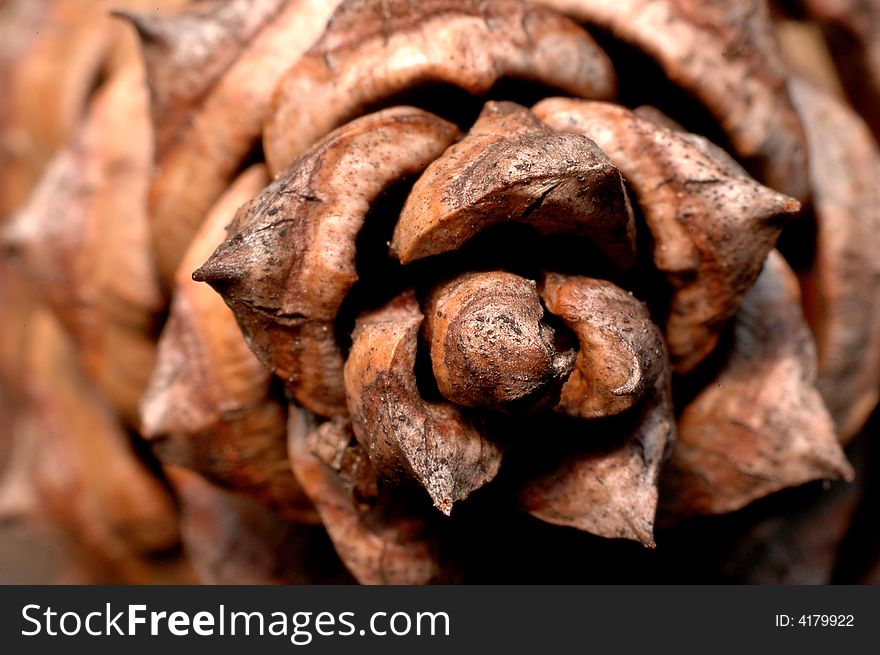 A close up picture of a pine cone from above.