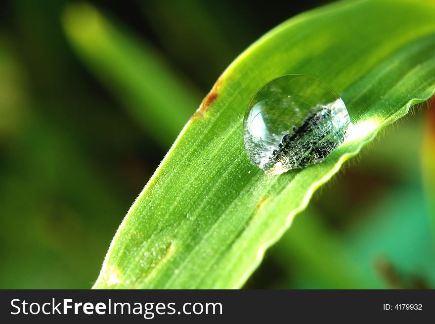 A droplet of water on a blade of grass. A droplet of water on a blade of grass
