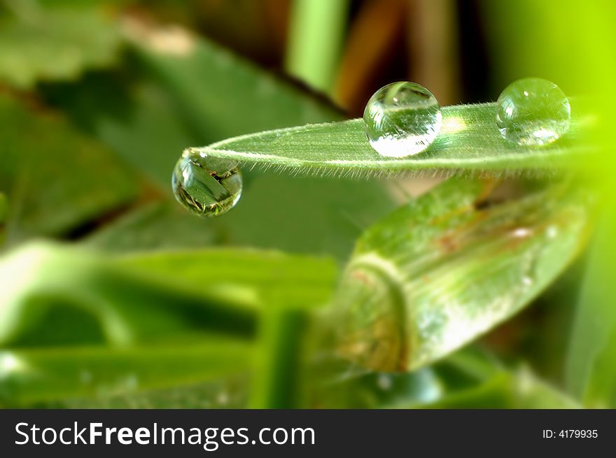 A droplet of water on a blade of grass. A droplet of water on a blade of grass
