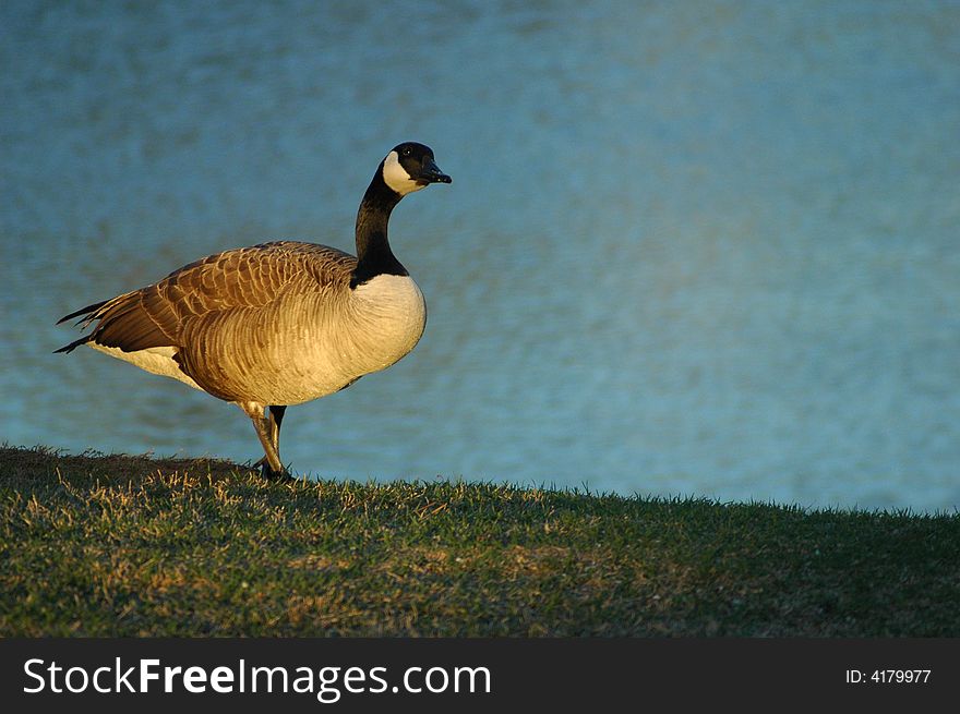 A Canadian Goose by a lake at sunset. A Canadian Goose by a lake at sunset.