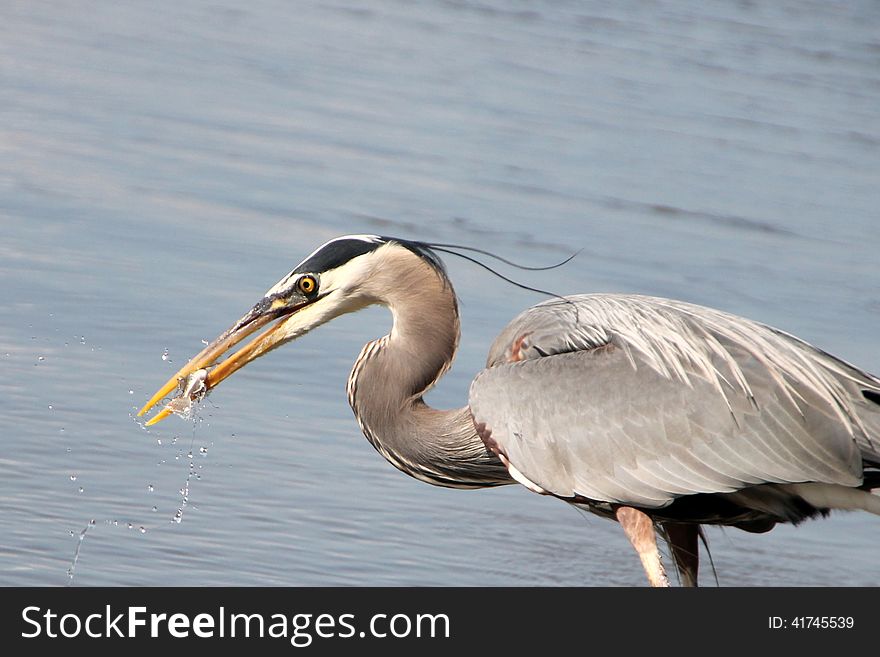 A grey heron eating a just caught fish. A grey heron eating a just caught fish.