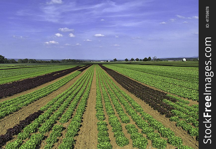 HDR Picture of a large salad field near the Airport Stuttgart. HDR Picture of a large salad field near the Airport Stuttgart.