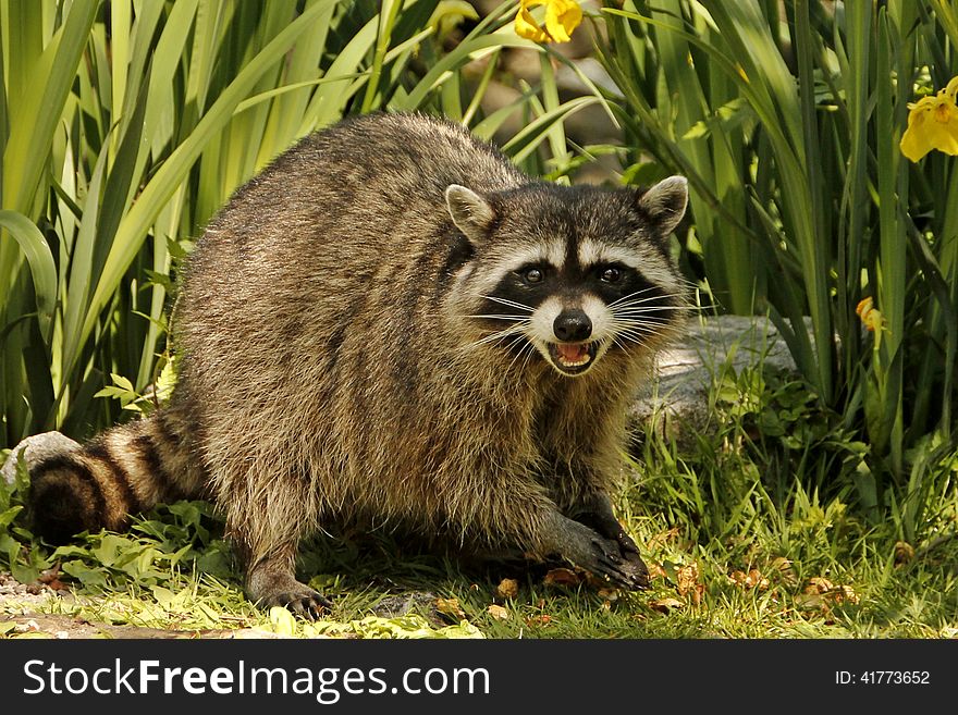 Aggressive raccoon in a daffodil garden. Aggressive raccoon in a daffodil garden.