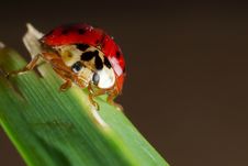 Lady Bug Close Up 02 Royalty Free Stock Image Lady Bug Close Up 02 Royalty Free Stock Image