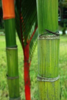 Bamboo Trunk Stock Image Bamboo Trunk Stock Image