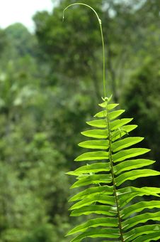 Fern Fronds Royalty Free Stock Photography Fern Fronds Royalty Free Stock Photography