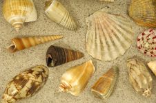 Shells In The Sand Royalty Free Stock Image Shells In The Sand Royalty Free Stock Image