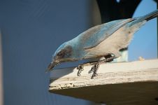 Woodhouse S Scrub Jay Royalty Free Stock Image Woodhouse S Scrub Jay Royalty Free Stock Image