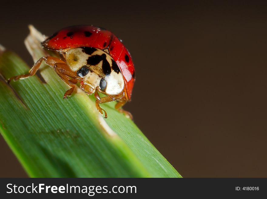 A lady bug clinging to a leaf. A lady bug clinging to a leaf.