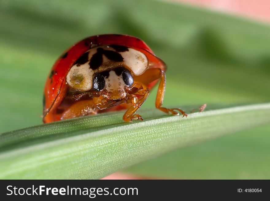 A lady bug clinging to a leaf. A lady bug clinging to a leaf.