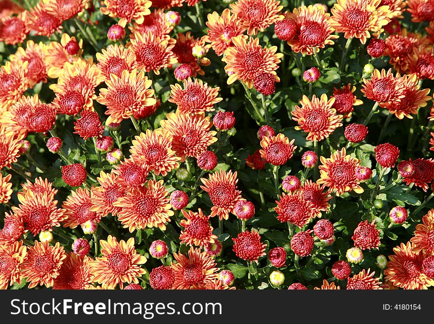 Flowers and blooms used for floral backgrounds. Flowers and blooms used for floral backgrounds
