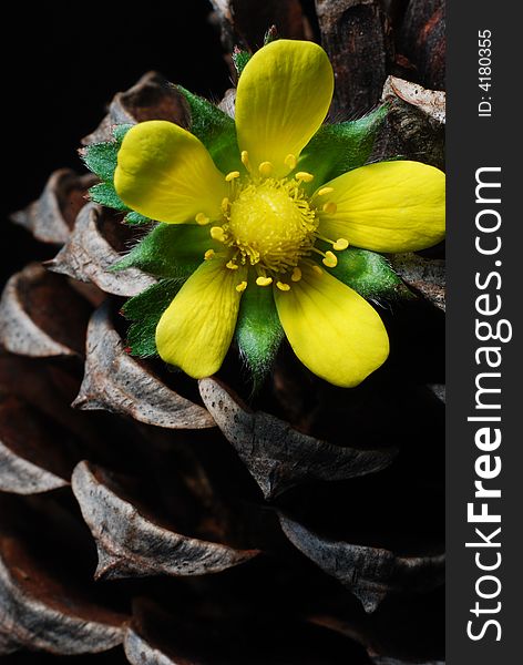 A yellow flower in a pine cone up close. A yellow flower in a pine cone up close.