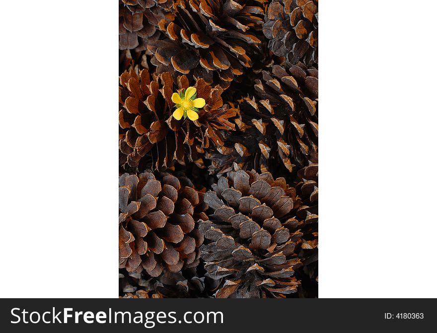 A yellow flower in a pine cone up close. A yellow flower in a pine cone up close.