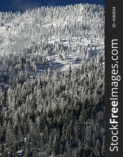 Snow covered pine trees in the mountains after the storm. Snow covered pine trees in the mountains after the storm