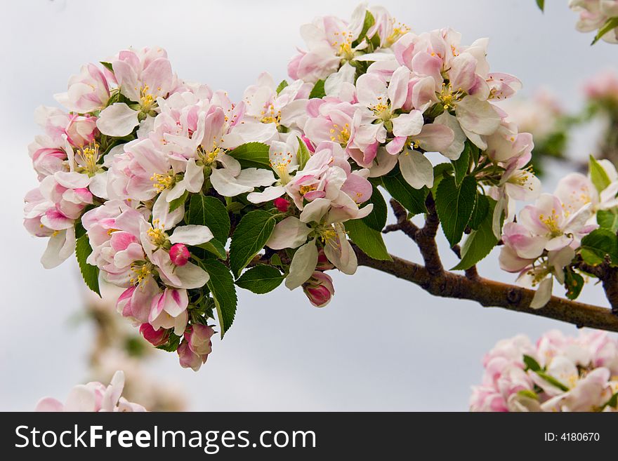 Apple branch with flower. Spring themes