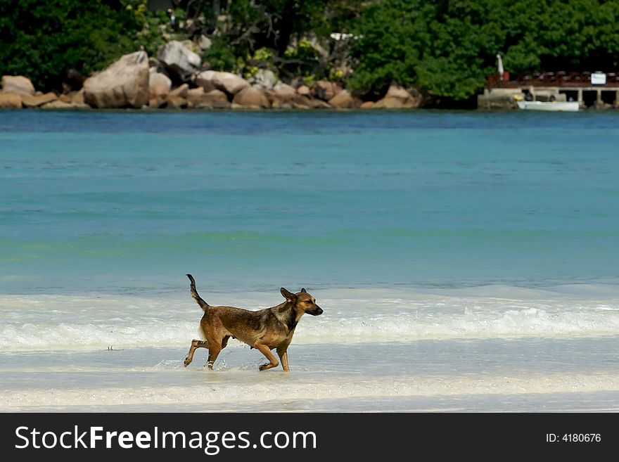 The creole dog walks on water