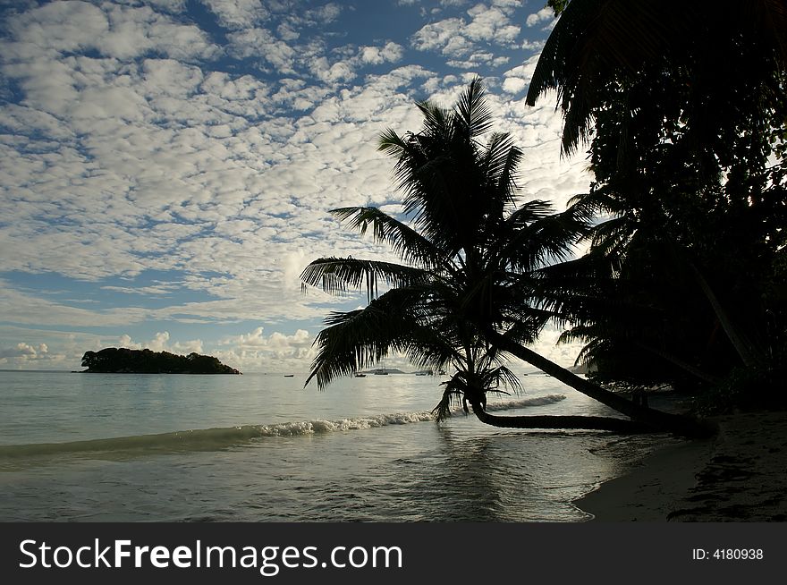 Palm tree on a background of the sea