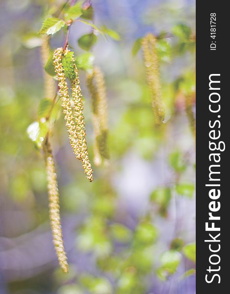 Catkin of birch background in spring