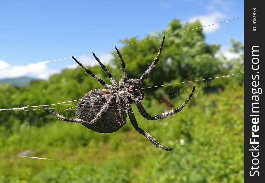 Spider 34