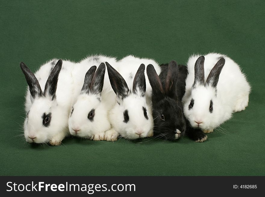 Five rabbits