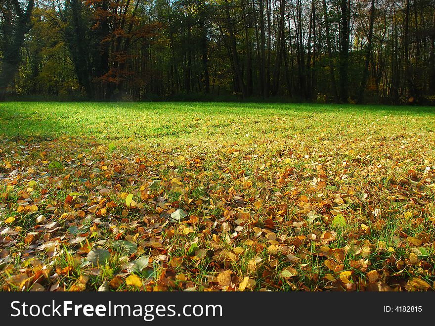 A field with leaves and rising sun. A field with leaves and rising sun