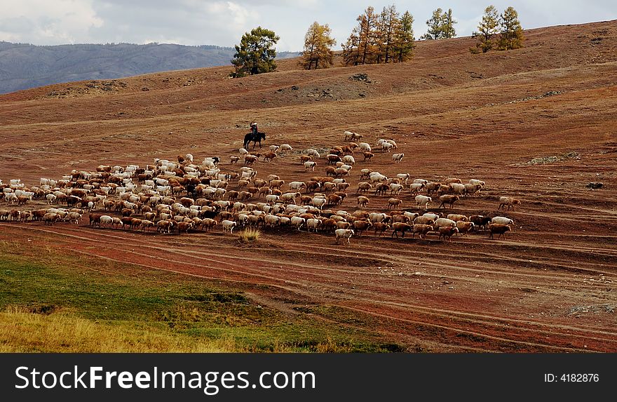 The sheeps are from summer grass to winter grass, called Zhuan Chang in China. This photo photoed at North of China, with colorful grass, tree and yellow land, all the lines of the road was made by groups of sheeps passing by. The sheeps are from summer grass to winter grass, called Zhuan Chang in China. This photo photoed at North of China, with colorful grass, tree and yellow land, all the lines of the road was made by groups of sheeps passing by.