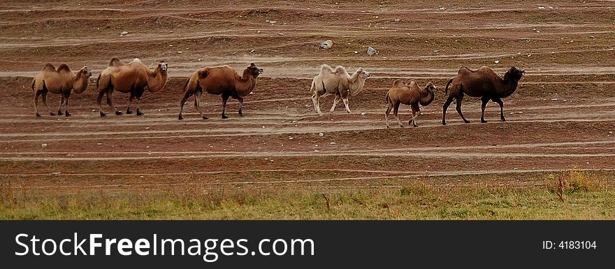 Camels in line, photoed in xinjiang, west of China. The white lines are all made from trampling by animals (sheeps, horses and camels)