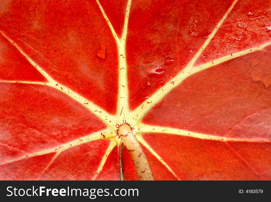 Wet Red tropical leaf detail