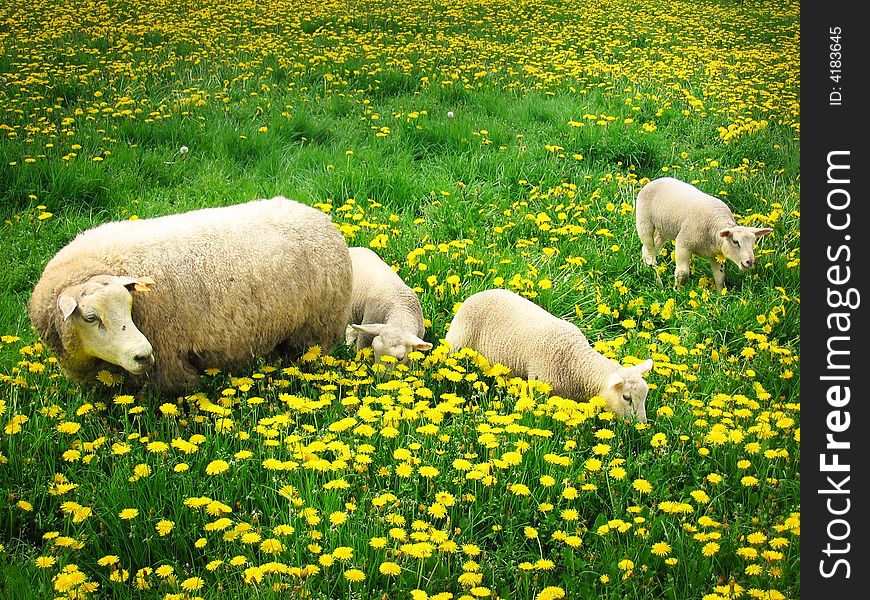 Sheep in a meadow covered with dandelions. Sheep in a meadow covered with dandelions