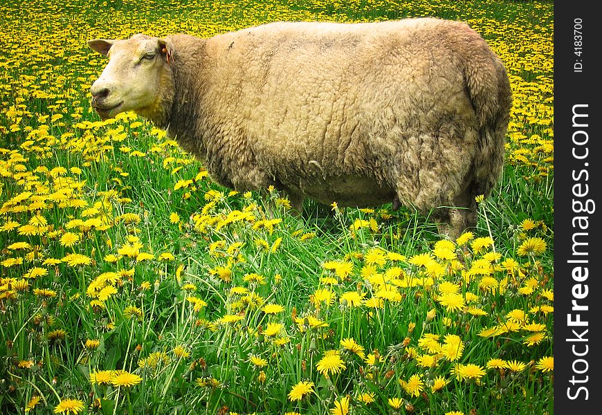 Sheep in a meadow covered with dandelions