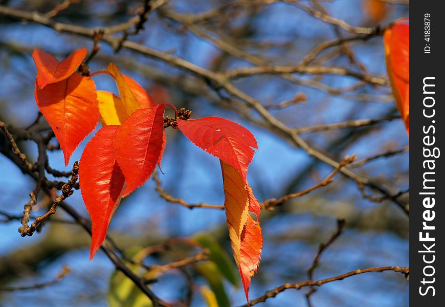 Red cherry leaves in the autumn sun