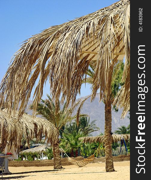 Egypt - resort Nuweiba - palms with hammock. Egypt - resort Nuweiba - palms with hammock