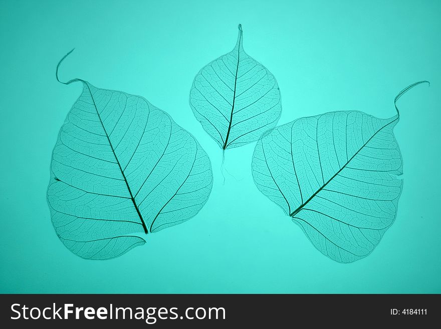 Blue leaves texture, ornate organic background