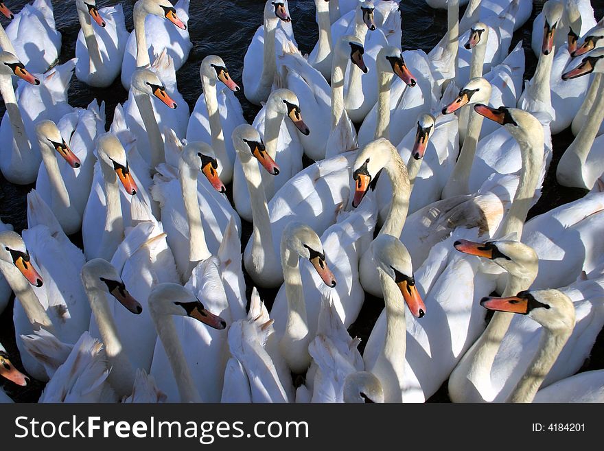 Swan Meeting