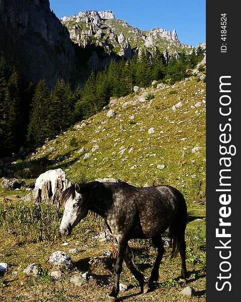 Wild horse in highland of Bucegi.