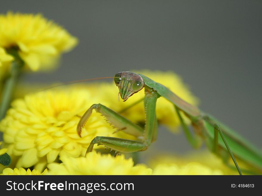 A praying mantis on a pot of yellow mums. A praying mantis on a pot of yellow mums.