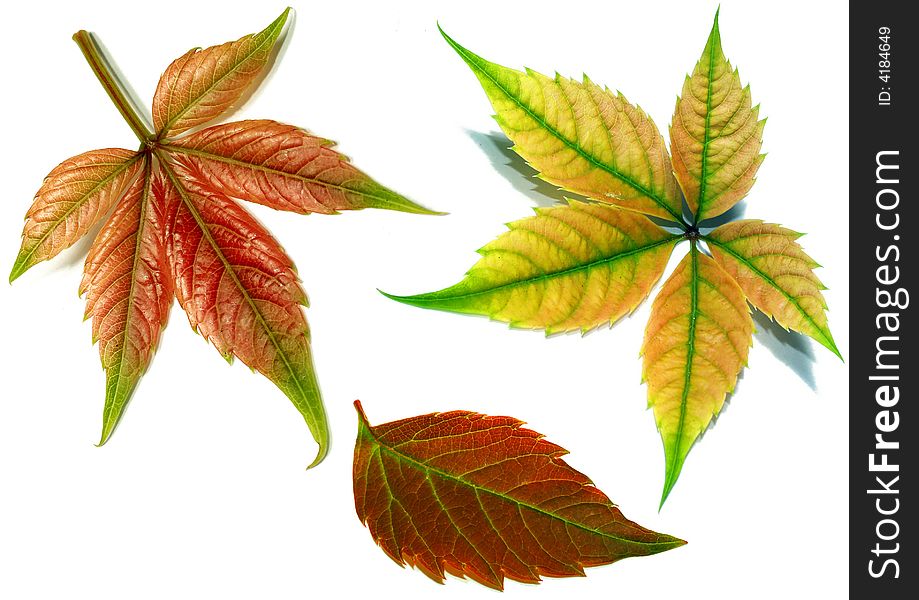 Autumn leaves on a white background