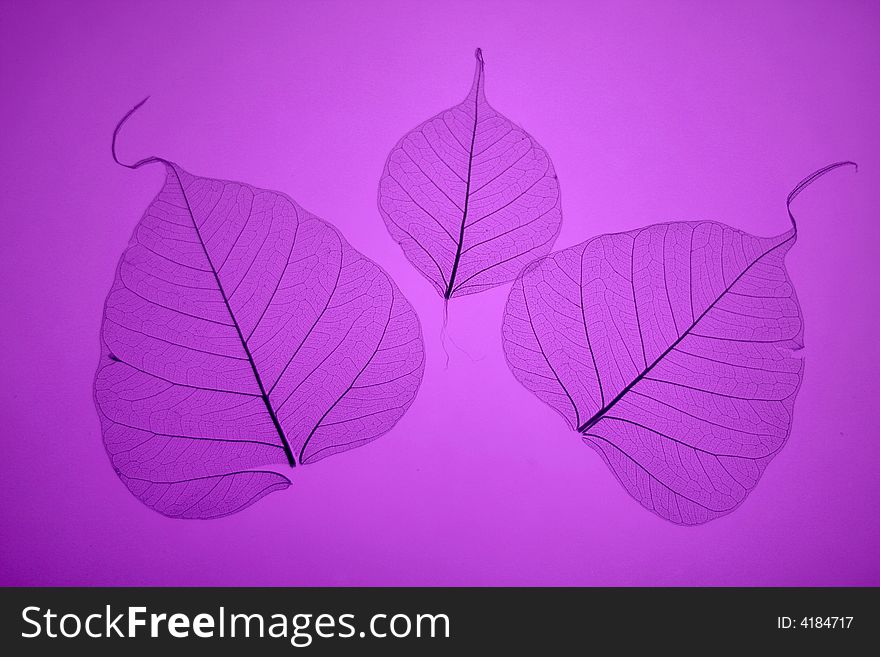 Purple leaves texture, ornate organic background