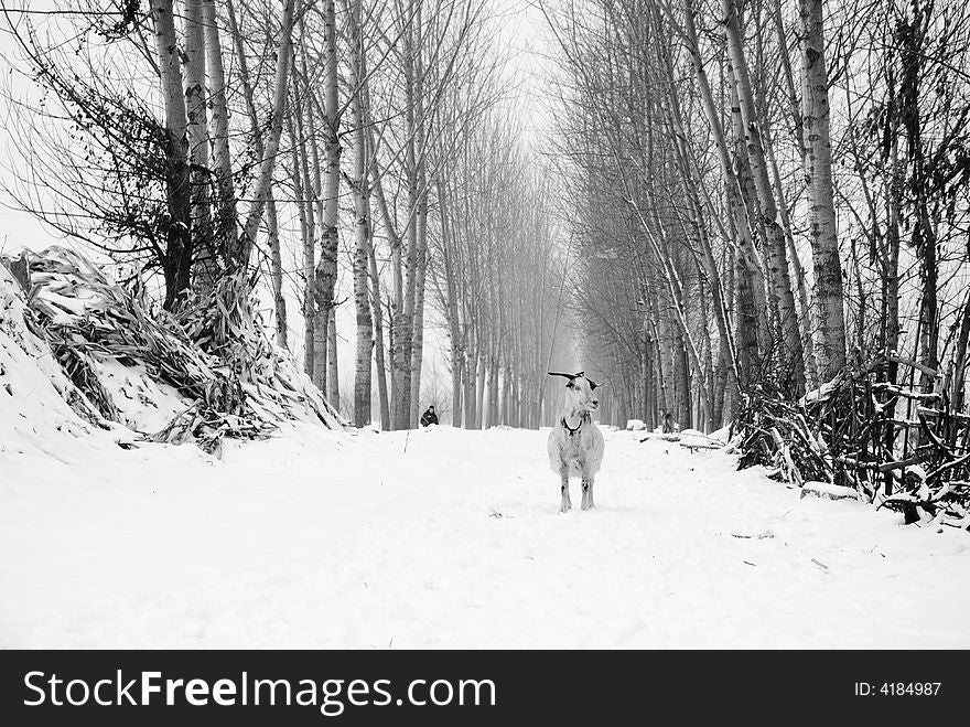 Snow sheep China winter home