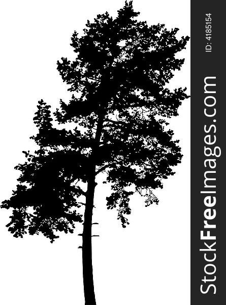 Isolated tree - 7. Silhouette