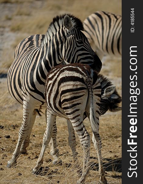 Zebra mother with her young (Namibia). Zebra mother with her young (Namibia)