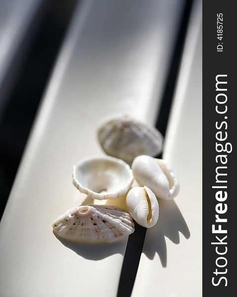 Seashells with shadows on the beach chair