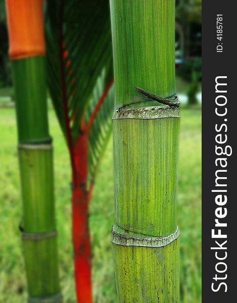 Bamboo trunks with shallow dept of field focused on right bamboo