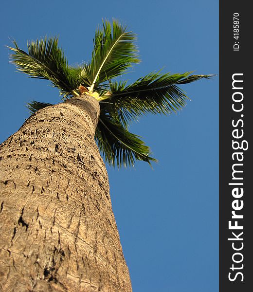 Palm Tree on Maui, Hawaii