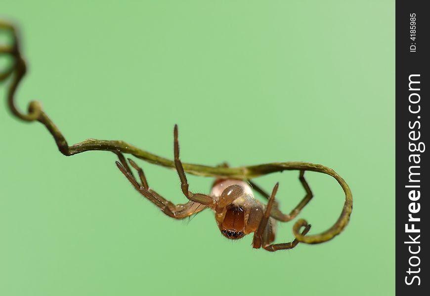 This flattummy spider is hanging upside down on a branche looking straight in the camera.