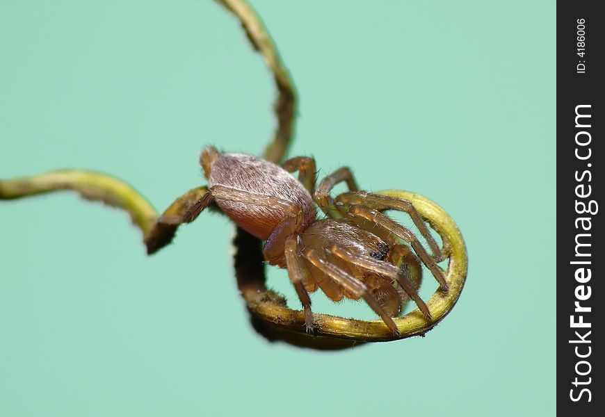 This flattummy spider is resting on a branche being the perfect model for a photographer. This flattummy spider is resting on a branche being the perfect model for a photographer.