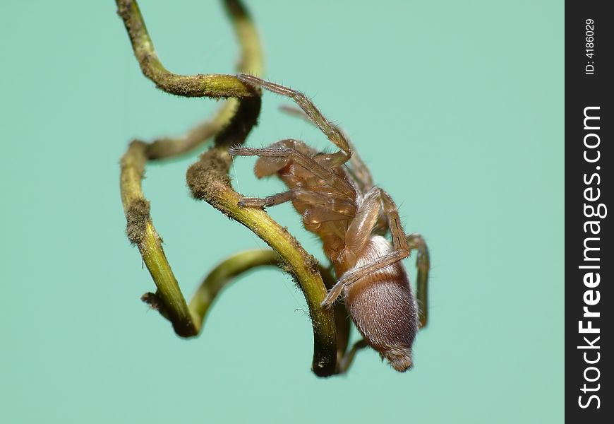 This flattummy spider is resting on a branche being the perfect model for a photographer. This flattummy spider is resting on a branche being the perfect model for a photographer.