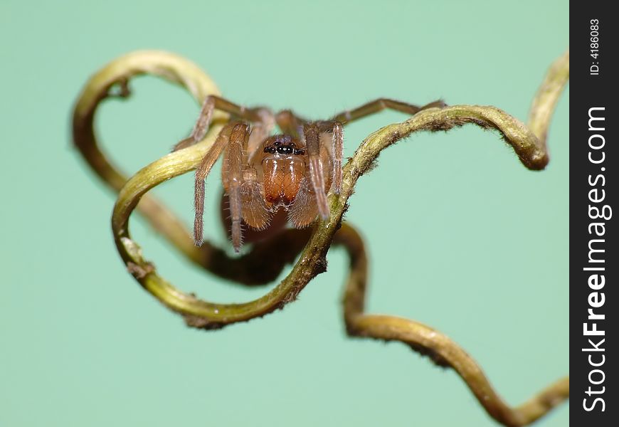 This flattummy spider is resting on a branche being the perfect model for a photographer. This flattummy spider is resting on a branche being the perfect model for a photographer.