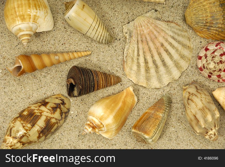 Collection with many different shells in the sand